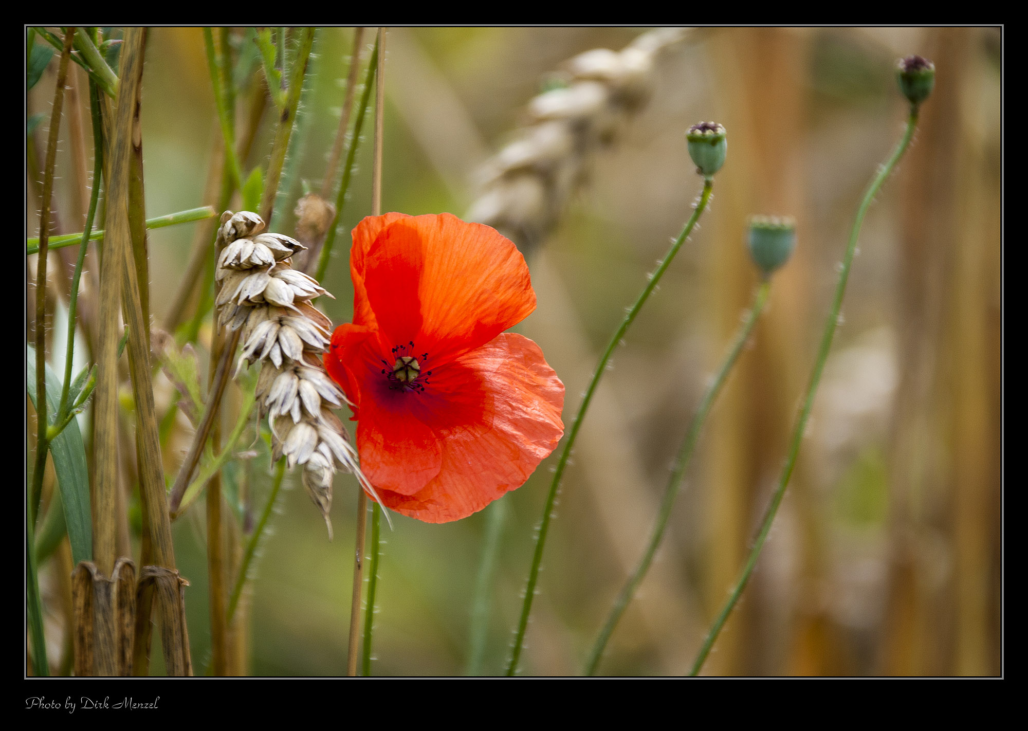Klatschmohn im Kornfeld
