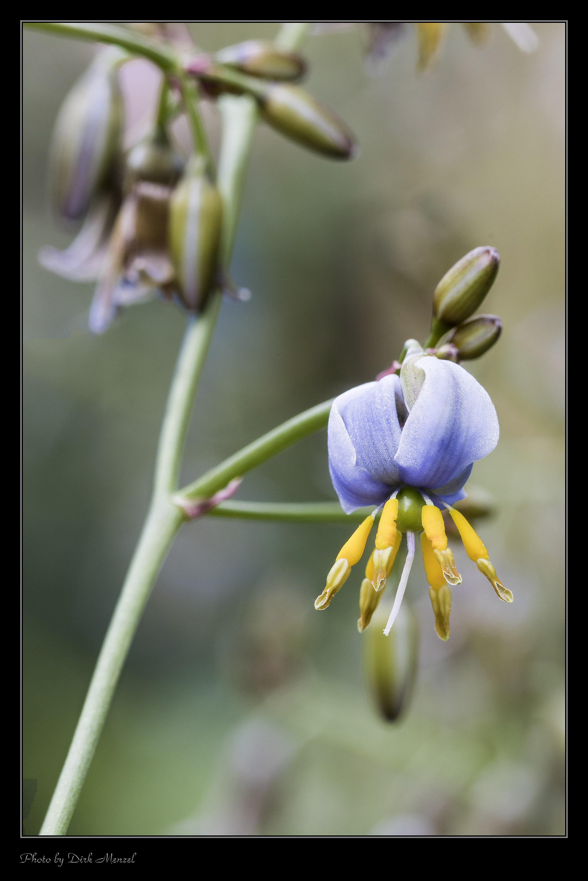 2019 05 26 Köln Flora 0025